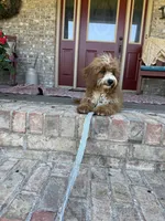 Beaver, a male Miniature Bernedoodle for sale in Bowling Green, KY – 1 of 5