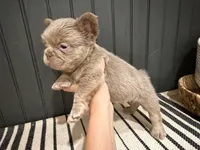 Chewie, a male French Bulldog for sale in Bowling Green, KY – 9 of 10