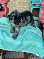 Eli, a male Cavapoo for sale in Bowling Green, KY – 3 of 5