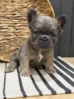 Blueberry, a female French Bulldog for sale in Bowling Green, KY – 10 of 10