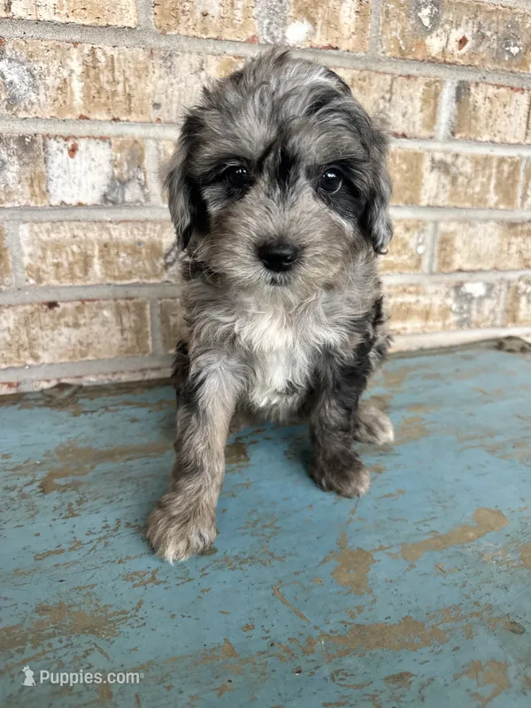 Sydney – Bernedoodle puppy for sale in Bowling Green, KY