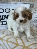 Reese, a female Cavapoo for sale in Bowling Green, KY – 7 of 7