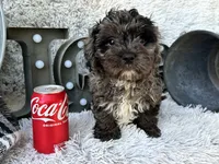 Atlas, a male Cavapoo for sale in Bowling Green, KY – 5 of 6