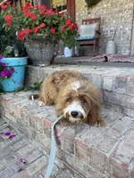 Beaver, a male Miniature Bernedoodle for sale in Bowling Green, KY – 3 of 5