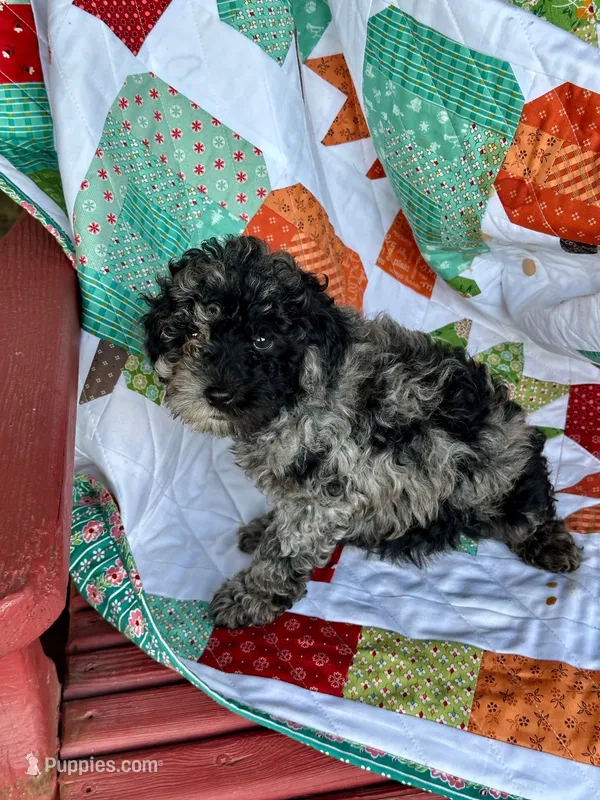 Eli – Cavapoo puppy for sale in Bowling Green, KY