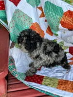 Eli, a male Cavapoo for sale in Bowling Green, KY – 2 of 5