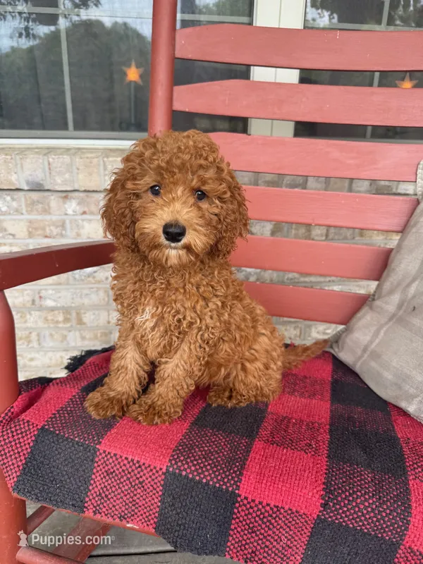 Goldie – Miniature Labradoodle puppy for sale in Bowling Green, KY