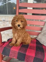 Goldie, a female Miniature Labradoodle for sale in Bowling Green, KY – 2 of 5