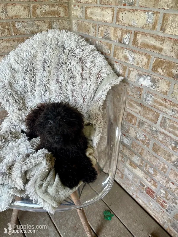 Eliza – Cavapoo puppy for sale in Bowling Green, KY