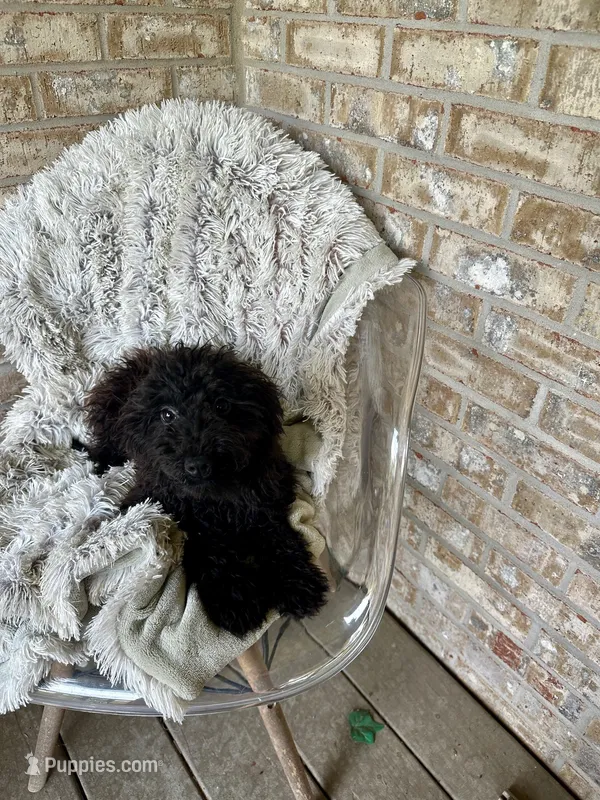 Eliza – Cavapoo puppy for sale in Bowling Green, KY