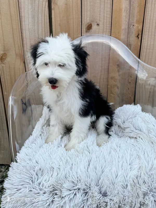 Norris – Sheepadoodle, Miniature Bernedoodle puppy for sale in Bowling Green, KY