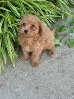Epic, a male Cavapoo for sale in Bowling Green, KY – 2 of 4