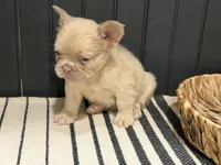 King George, a male French Bulldog for sale in Bowling Green, KY – 5 of 8