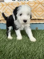 Norris, a male Miniature Bernedoodle for sale in Bowling Green, KY – 3 of 6