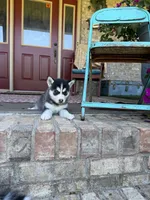 Aurora, a female Pomsky for sale in Bowling Green, KY – 8 of 8