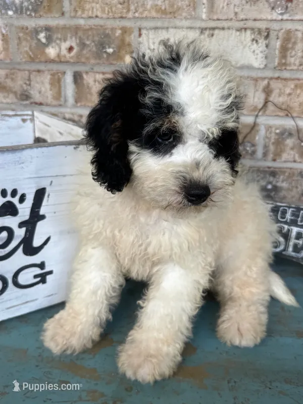 Beau – Miniature Bernedoodle puppy for sale in Bowling Green, KY