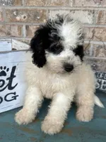 Beau, a male Miniature Bernedoodle for sale in Bowling Green, KY – 7 of 8