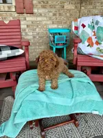 Ellie, a female Cavapoo for sale in Bowling Green, KY – 2 of 4