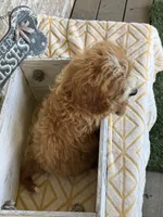 Beaver, a male Miniature Bernedoodle for sale in Bowling Green, KY – 2 of 10