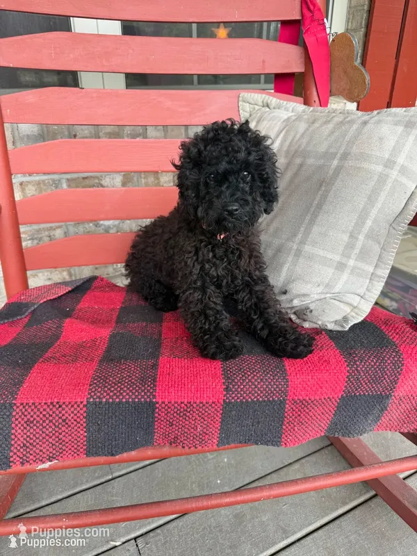 Ethan – Cavapoo puppy for sale in Bowling Green, KY