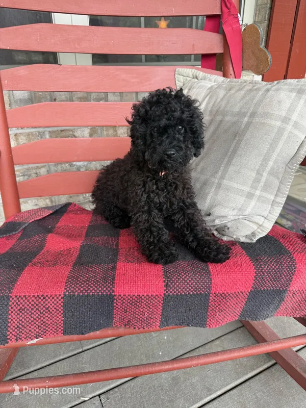 Ethan – Cavapoo puppy for sale in Bowling Green, KY