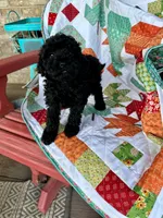 Emma, a female Cavapoo for sale in Bowling Green, KY – 5 of 5
