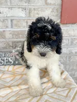 Brody, a male Miniature Bernedoodle for sale in Bowling Green, KY – 5 of 6