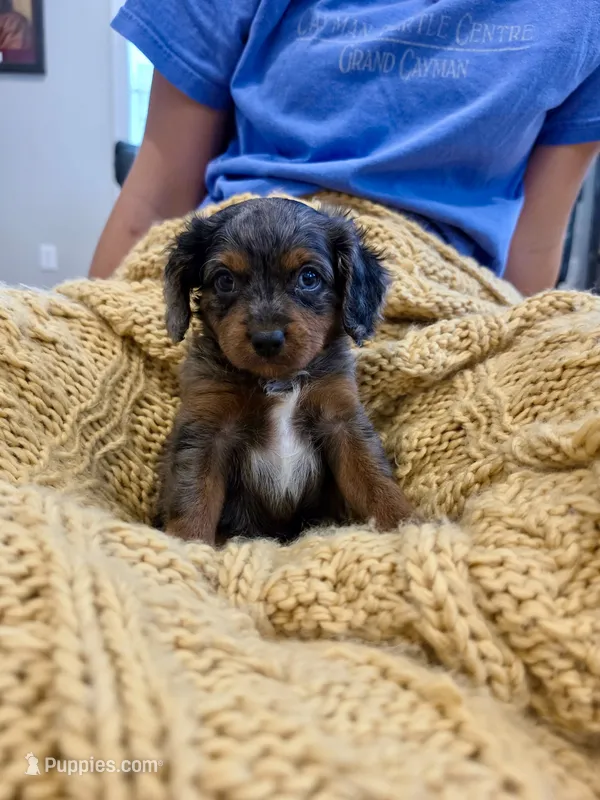 Mack – Cavapoo puppy for sale in Bowling Green, KY