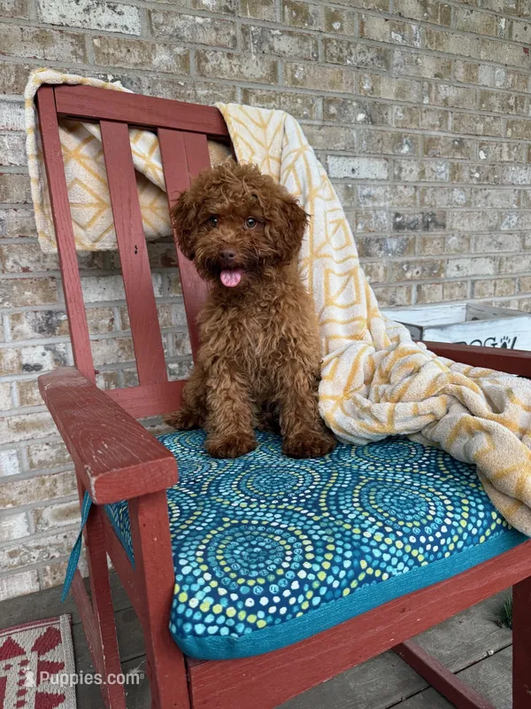 ella – Cavapoo puppy for sale in Bowling Green, KY