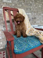 ella, a female Cavapoo for sale in Bowling Green, KY – 3 of 5