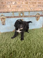 Star, a female Sheepadoodle and Miniature Bernedoodle for sale in Bowling Green, KY – 6 of 6