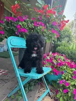 Lizzy, a female Cavapoo for sale in Bowling Green, KY – 5 of 5