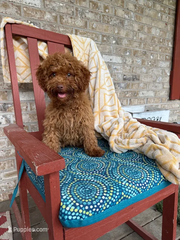 ella – Cavapoo puppy for sale in Bowling Green, KY