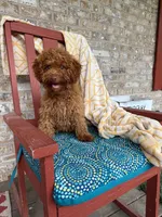 ella, a female Cavapoo for sale in Bowling Green, KY – 1 of 5