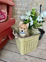Hugo, a male Pomsky for sale in Bowling Green, KY – 4 of 6