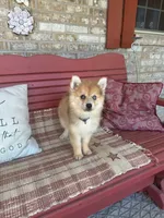 Reese, a male Pomsky for sale in Bowling Green, KY – 7 of 9