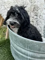 Nova, a female Miniature Bernedoodle for sale in Bowling Green, KY – 6 of 6