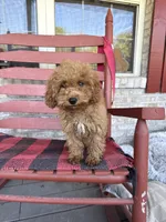 Cora, a female Miniature Labradoodle for sale in Bowling Green, KY – 5 of 6