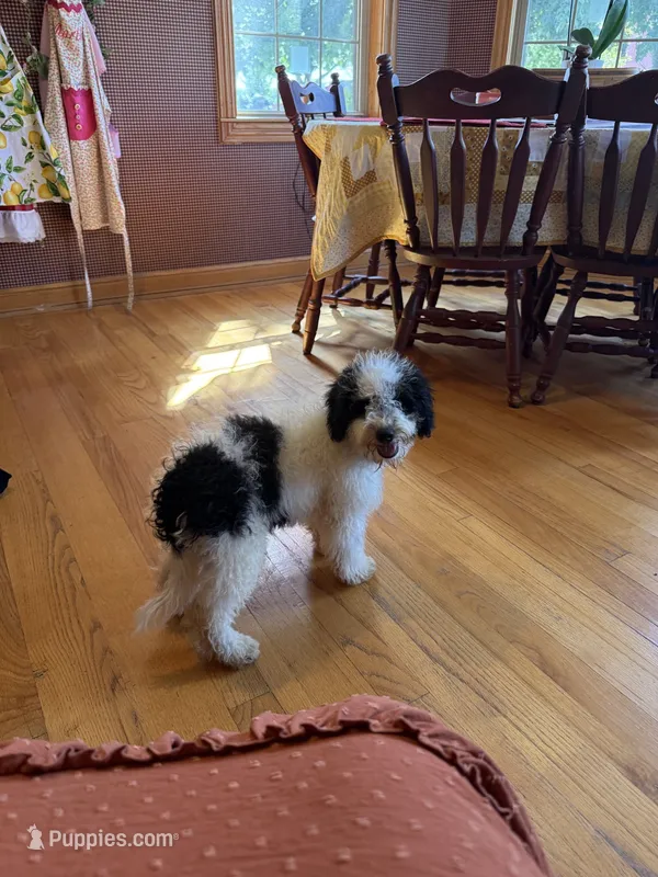 Beau – Miniature Bernedoodle puppy for sale in Bowling Green, KY