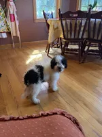 Beau, a male Miniature Bernedoodle for sale in Bowling Green, KY – 6 of 8