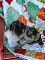Eli, a male Cavapoo for sale in Bowling Green, KY – 4 of 5