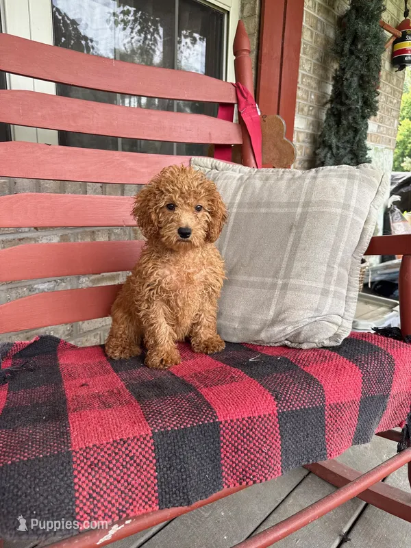 Ginger – Miniature Labradoodle puppy for sale in Bowling Green, KY