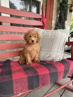 Ginger, a female Miniature Labradoodle for sale in Bowling Green, KY – 2 of 5