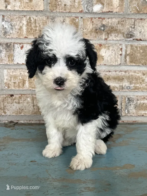 S'mores – Sheepadoodle, Miniature Bernedoodle puppy for sale in Bowling Green, KY