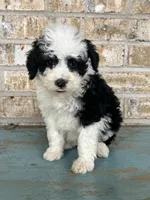 S'mores, a female Sheepadoodle and Miniature Bernedoodle for sale in Bowling Green, KY – 1 of 5