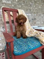 ella, a female Cavapoo for sale in Bowling Green, KY – 5 of 5