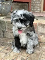 Nala, a female Sheepadoodle and Miniature Bernedoodle for sale in Bowling Green, KY – 3 of 6