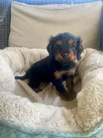 Milo, a male Cavapoo for sale in Bowling Green, KY – 4 of 7