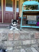 Aurora, a female Pomsky for sale in Bowling Green, KY – 4 of 8