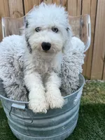 Nitro, a male Sheepadoodle for sale in Bowling Green, KY – 4 of 7